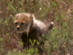 TS WS Cheetah cub walking / South Africa Stock Footage