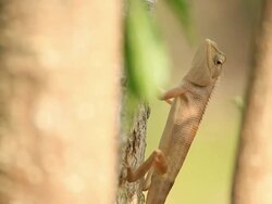 Lizard resting on a tree and eat insect Stock Footage