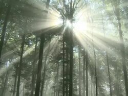 rays of light in forest Stock Footage