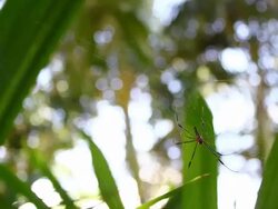 spider on web Stock Footage