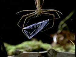 Net-casting Spider (Dinopis) - CU zoom out MS legs stretch out net, Australia Stock Footage