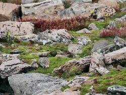 MS Shot of four ptarmigan walking on fall colored tundra / Idaho Springs, Colorado, United States Stock Footage