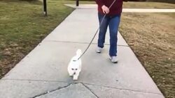 Trump supporters journey to Capitol Hill from afar News Clip