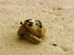 Crab NTSC Stock Footage