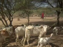 Herding cattle with audio Stock Footage