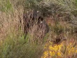 MS TS ZO Baby Black Bear (Ursus americanus) jumps through bush and runs toward camera.Utah /Utah, USA Stock Footage