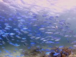 Coral And Fish Stock Footage