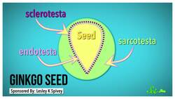 Why Do We Keep Planting Trees That Smell Like Semen? Instructional Video