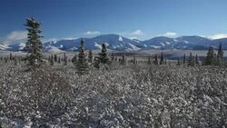 Time-lapse of Taiga (Boreal) Forest,ï¿½ Denali National Park, Alaska Stock Footage