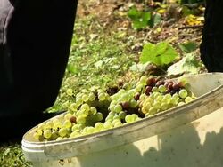 HD: Harvesting Grape Stock Footage