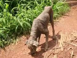 Street dog Stock Footage