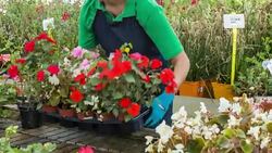 Mature woman working in plant nursery Stock Footage