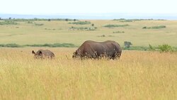 Black Rhino and calf Stock Footage