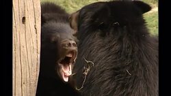 Moon Bear Sanctuary in China News Clip