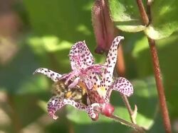 bee collecting pollen Stock Footage