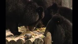 Moon Bear Sanctuary in China News Clip