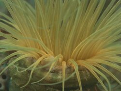 Yellow tube anemone, waving in close up, Indonesia  Stock Footage