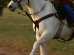 Closeup White Horse Gallopping Stock Footage