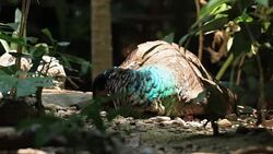 Indian Peafowl Resting Stock Footage