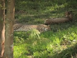 Cheetahs Lounging Stock Footage