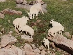 MS PAN Mountain goat kids playing on rocks / Idaho Springs, Colorado, United States Stock Footage