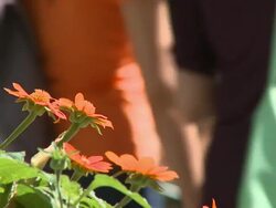 Orange Flowers Stock Footage