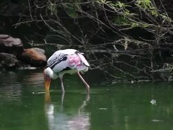 Painted stork in a wetland Stock Footage
