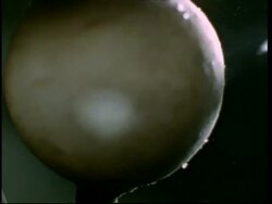 Cuttlefish hatching from egg, short sequence Stock Footage