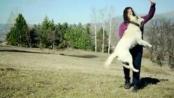 Dog playing with owner Stock Footage