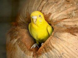 Budgies in a cage Stock Footage