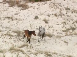 MS AERIAL View of Three horse at Cumberland Island / Georgia, United States Stock Footage