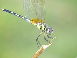 Dragonfly Stock Footage