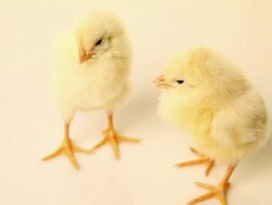 two chick Stock Footage
