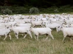 MS PAN Shot of Sheep Herd / Catlins, New Zealand Stock Footage
