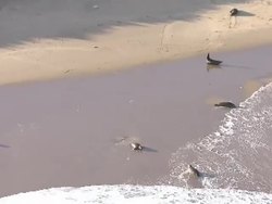 Grey seals on a Norfolk beach News Clip