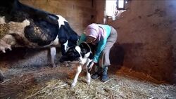 CLEAN : A two headed calf is born in Morocco News Clip