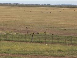 The largest parrot colony in the world News Clip