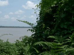 Brazilian Amazon River view from the forest - PAN CAM Stock Footage