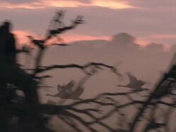 European Cranes (Grus grus) departing lake shore, North East Extremadura in Dehesa. Stock Footage