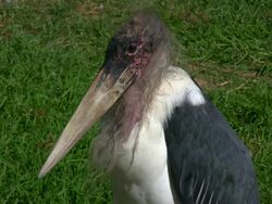 HD 1080i Vulture in South Africa Stock Footage