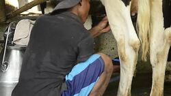 farmer using Automated Dairy in cow farm Stock Footage