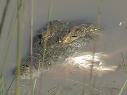 Crocodile eating Stock Footage