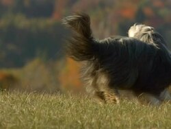 HD Super Slow-Mo: Playful Bearded Collie In Grass Stock Footage