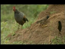 Termite mound in woodland clearing; Jungle Fowl (Gallus sp.) and Indian Myna bird (Acridotheres tristis) foraging for emerging termites, Nagarahole, India Stock Footage