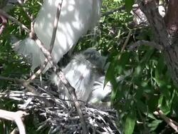 Snowy Egret With Her Chicks Stock Footage