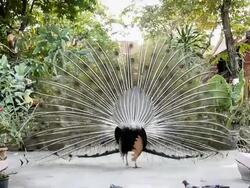 Peacock feathers beautiful bird. Stock Footage