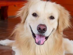 Curious Face Golden Retriever Dog Stock Footage