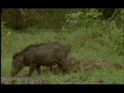 Adult wild boar (Sus scrofa) with stripy piglets grazing grass around salt lick, Bandipur, Nagarahole National Park, India Stock Footage