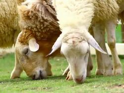 sheep eating grass Stock Footage