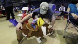 Drake University hosts 35th annual Beautiful Bulldog Contest. (April 21) News Clip